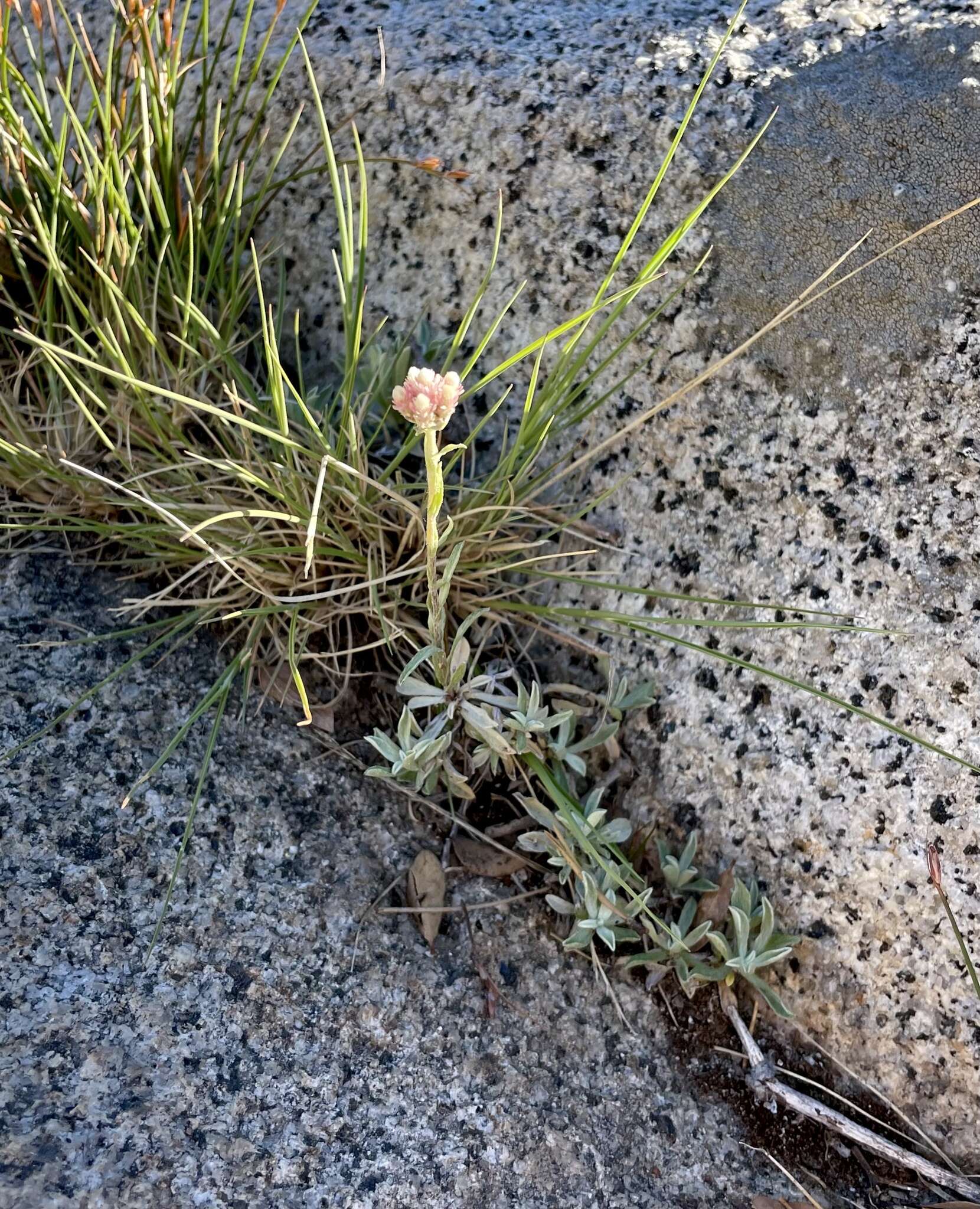 Imagem de Antennaria rosea subsp. rosea