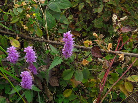 Image de Elsholtzia argyi H. Lév.