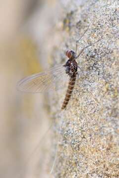 صورة Baetis tricaudatus Dodds 1923