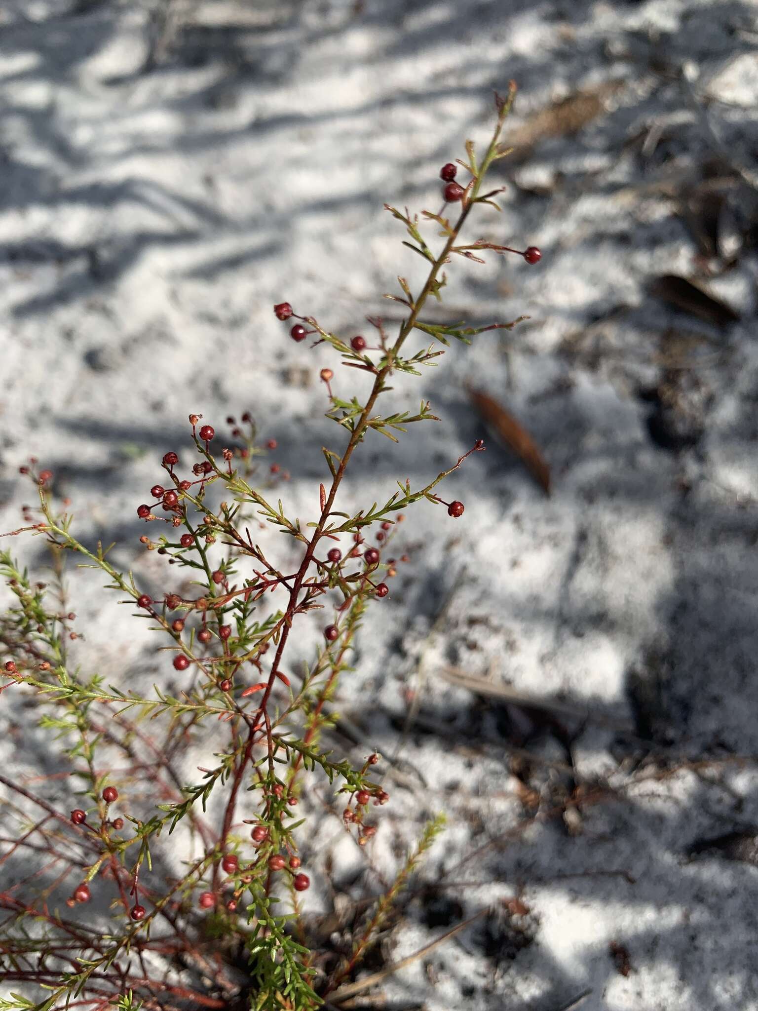 Image of Deckert's pinweed