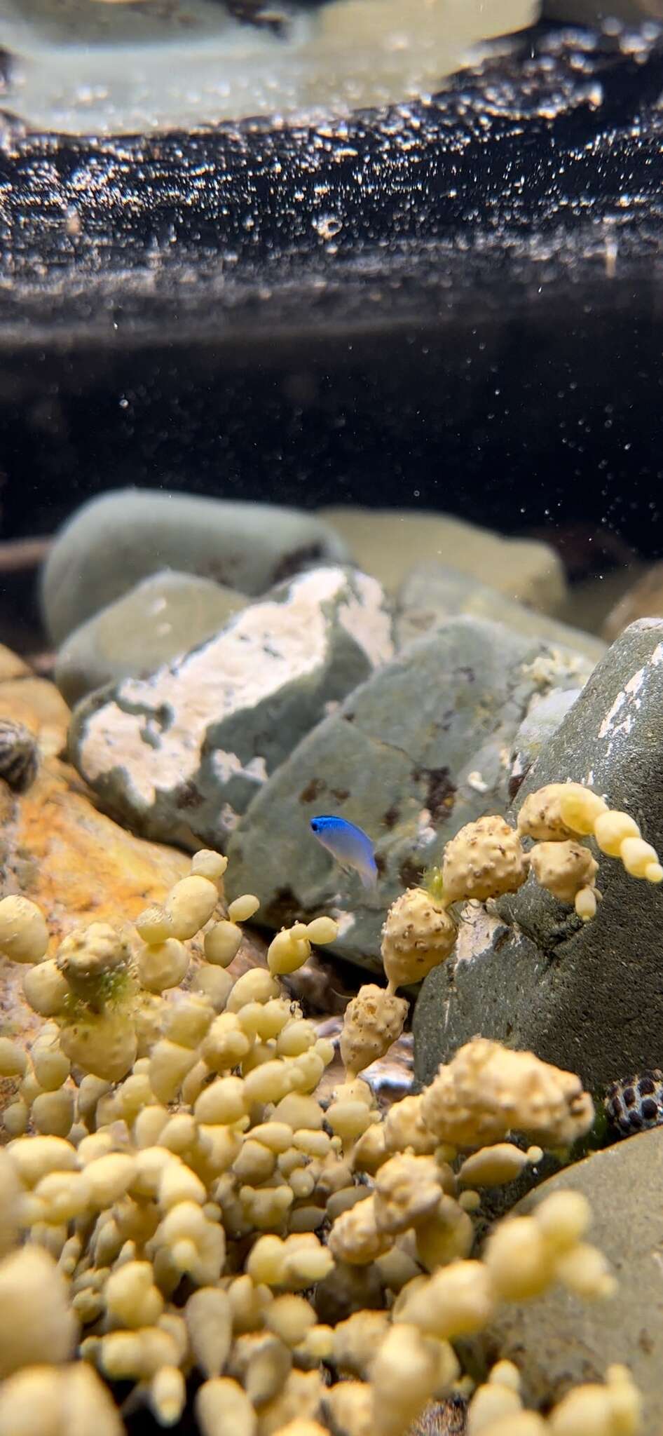 Image of Blue damsel