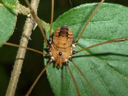 Image of Leiobunum euserratipalpe Ingianni, McGhee & Shultz 2011