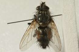 Linnaemya picta (Meigen 1824)的圖片