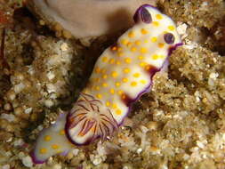 Sivun Hypselodoris pulchella (Rüppell & Leuckart 1830) kuva