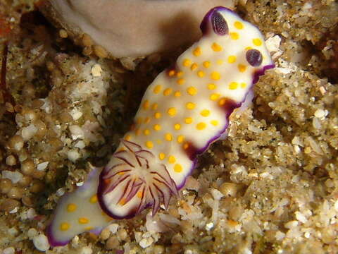 Image de Hypselodoris pulchella (Rüppell & Leuckart 1830)