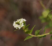 Imagem de Platysace lanceolata (Labill.) Druce