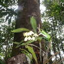 Imagem de Dendrobium gracillimum (Rupp) Leaney