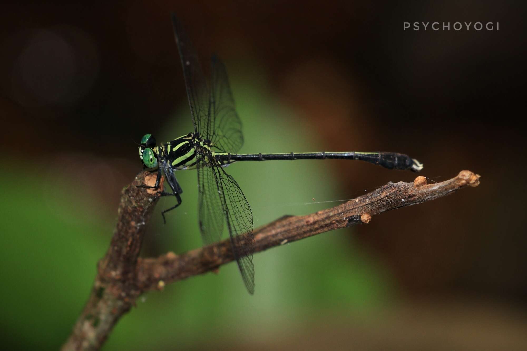 Imagem de Heliogomphus selysi Fraser 1925