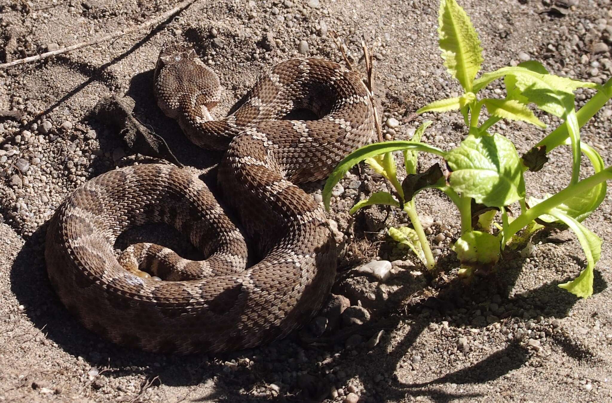 Image of Crotalus oreganus oreganus Holbrook 1840