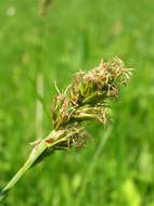 Image of Spiked Sedge