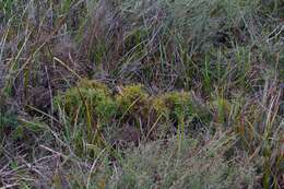 Imagem de Isopogon ceratophyllus R. Br.