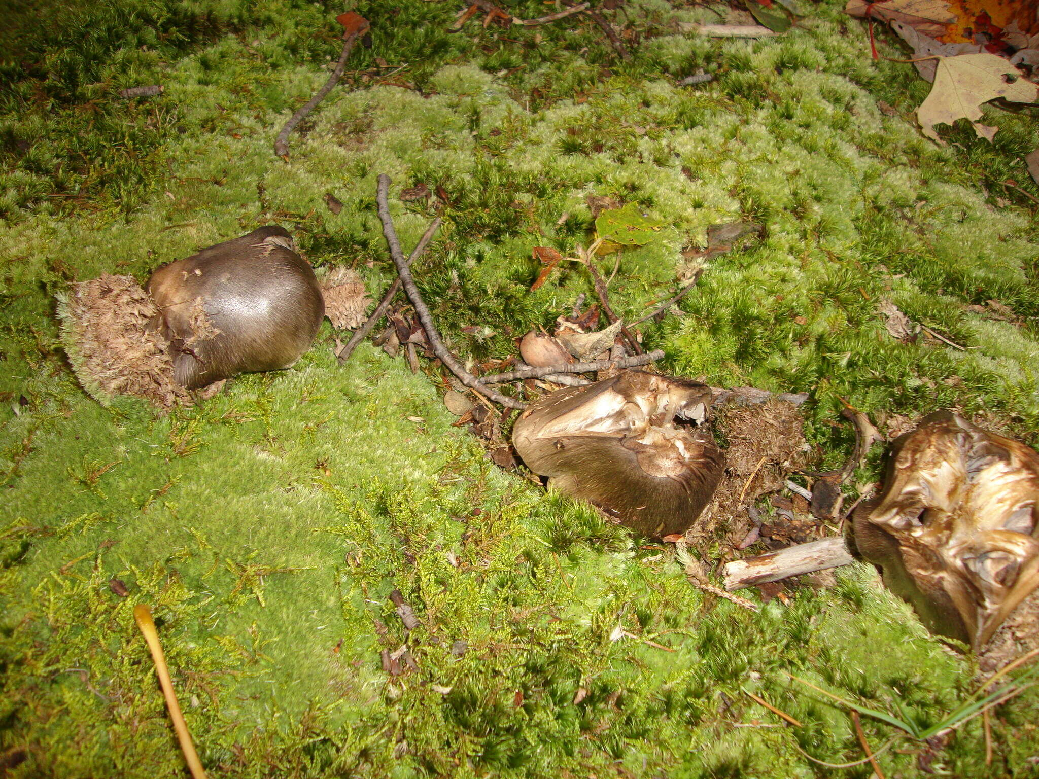 Image of Tricholoma pullum Ovrebo 1989