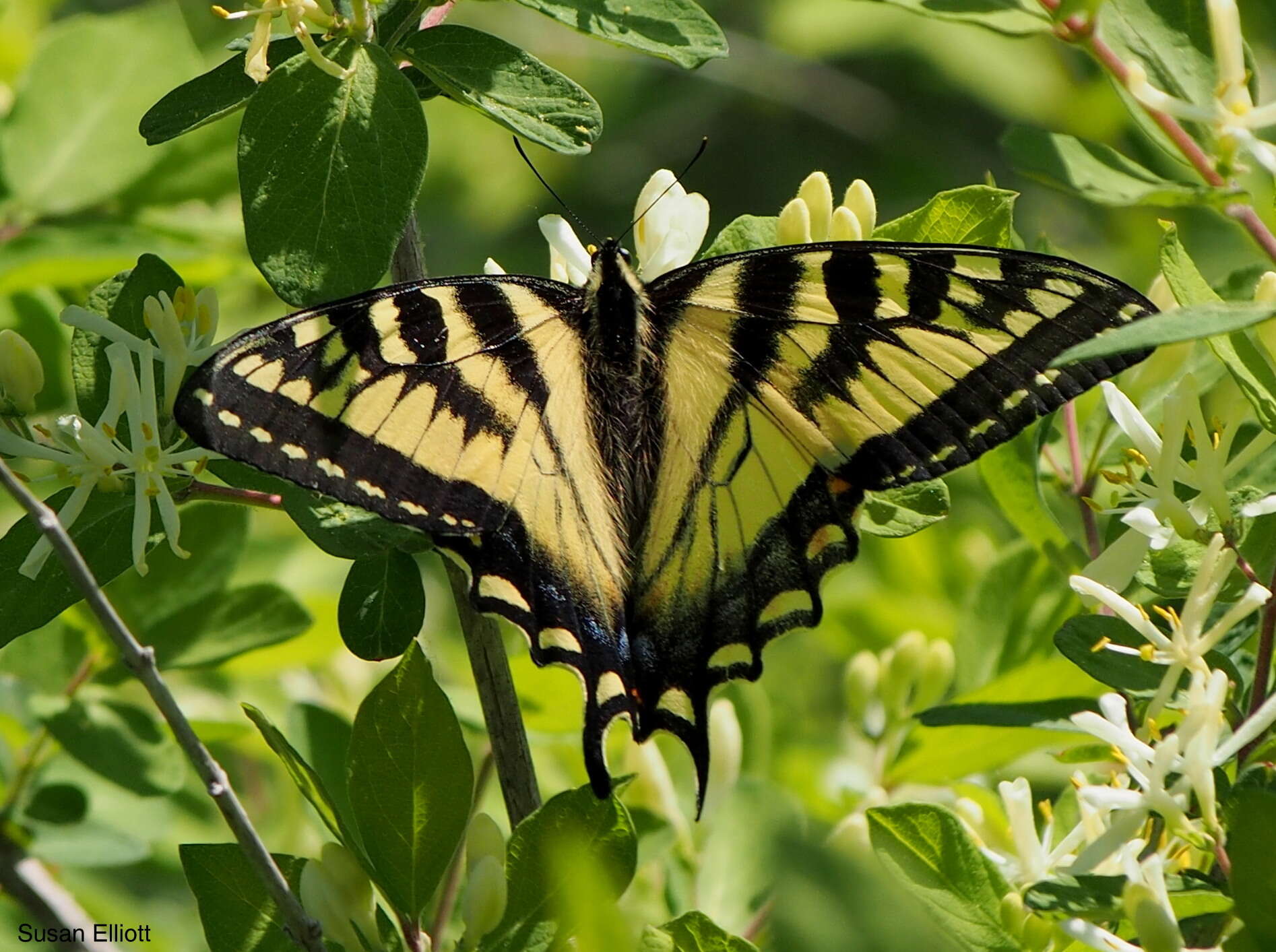 Image de Papillon tigré du Canada