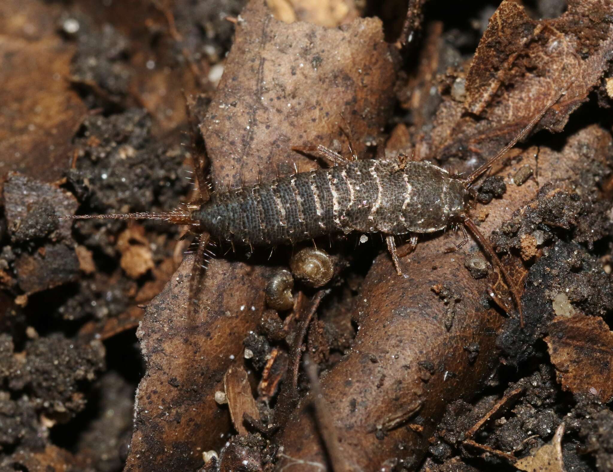 Image of Allacrotelsa spinulata (Packard 1873)