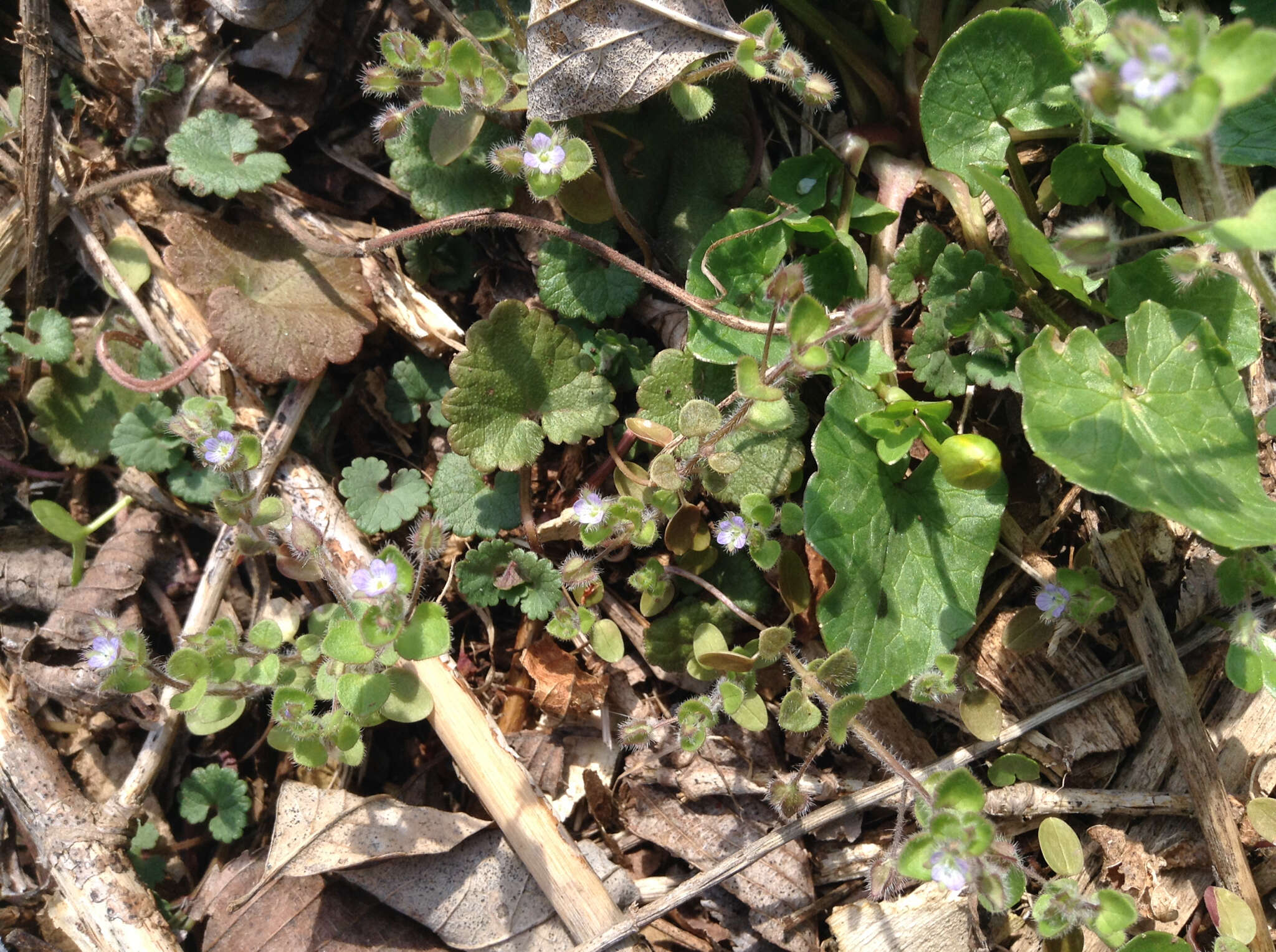 Image of ivy-leaved speedwell