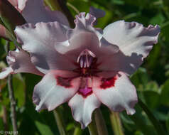 Image of Gladiolus carneus D. Delaroche