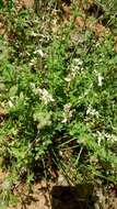 Imagem de Galium multiflorum Kellogg