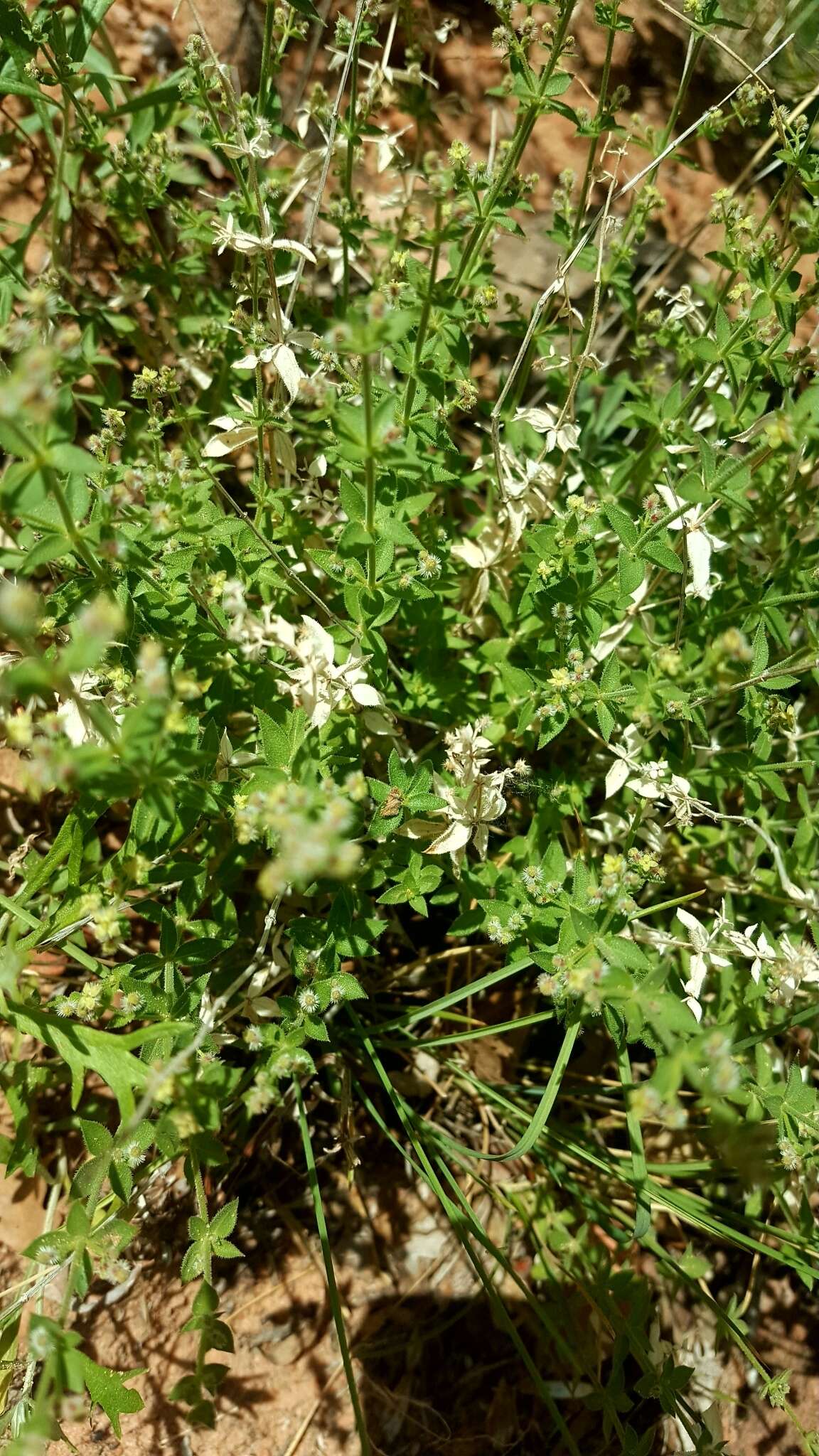 Imagem de Galium multiflorum Kellogg