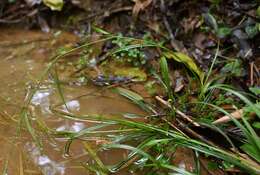 Image of Scirpus hainanensis S. M. Huang