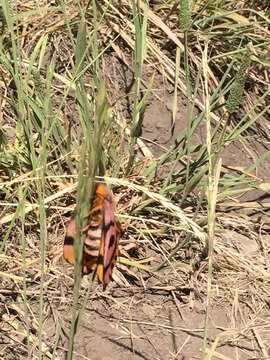 Image of Western Sheepmoth