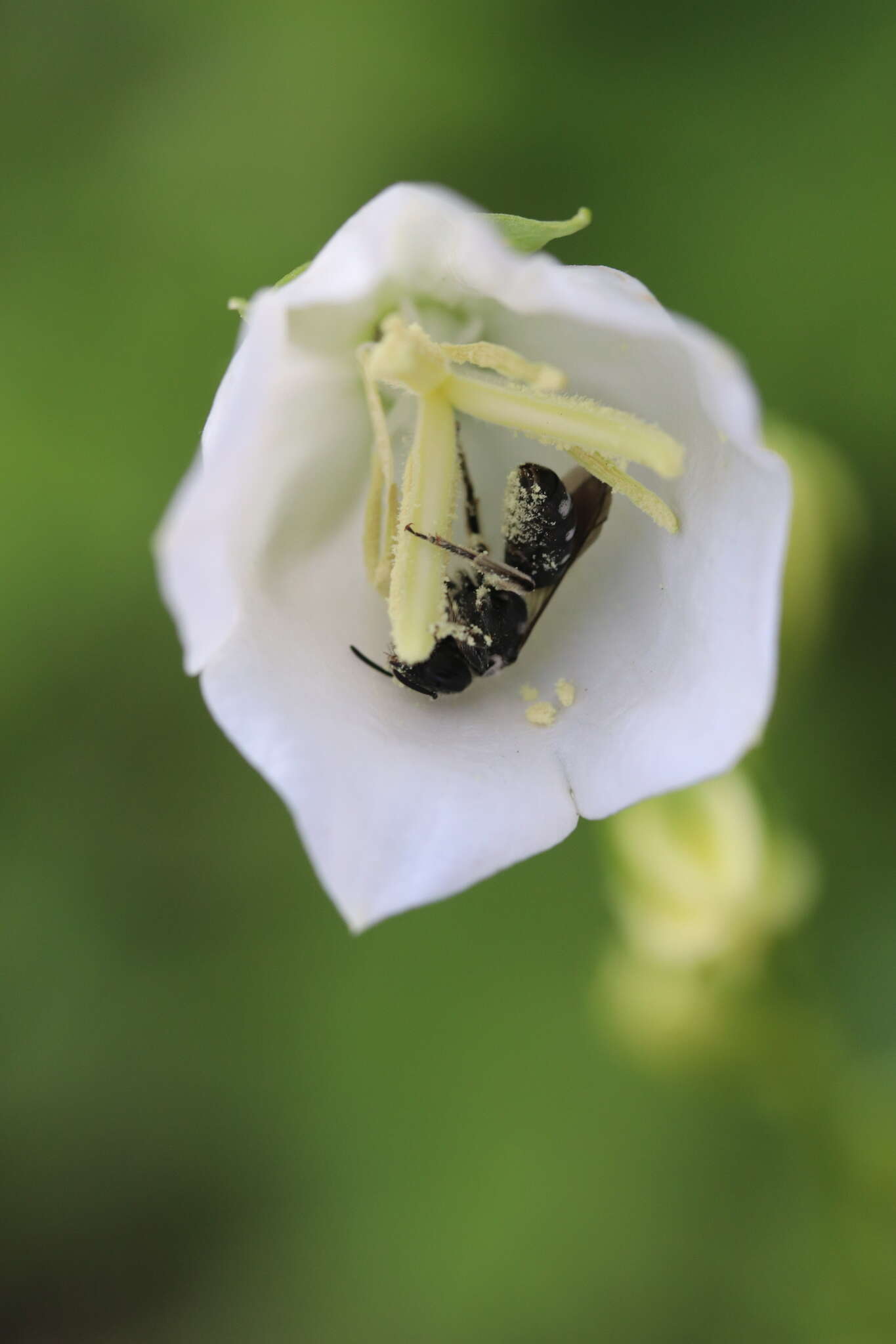 Lasioglossum costulatum (Kriechbaumer 1873)的圖片