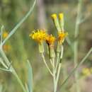 Image of Senecio cunninghamii DC.