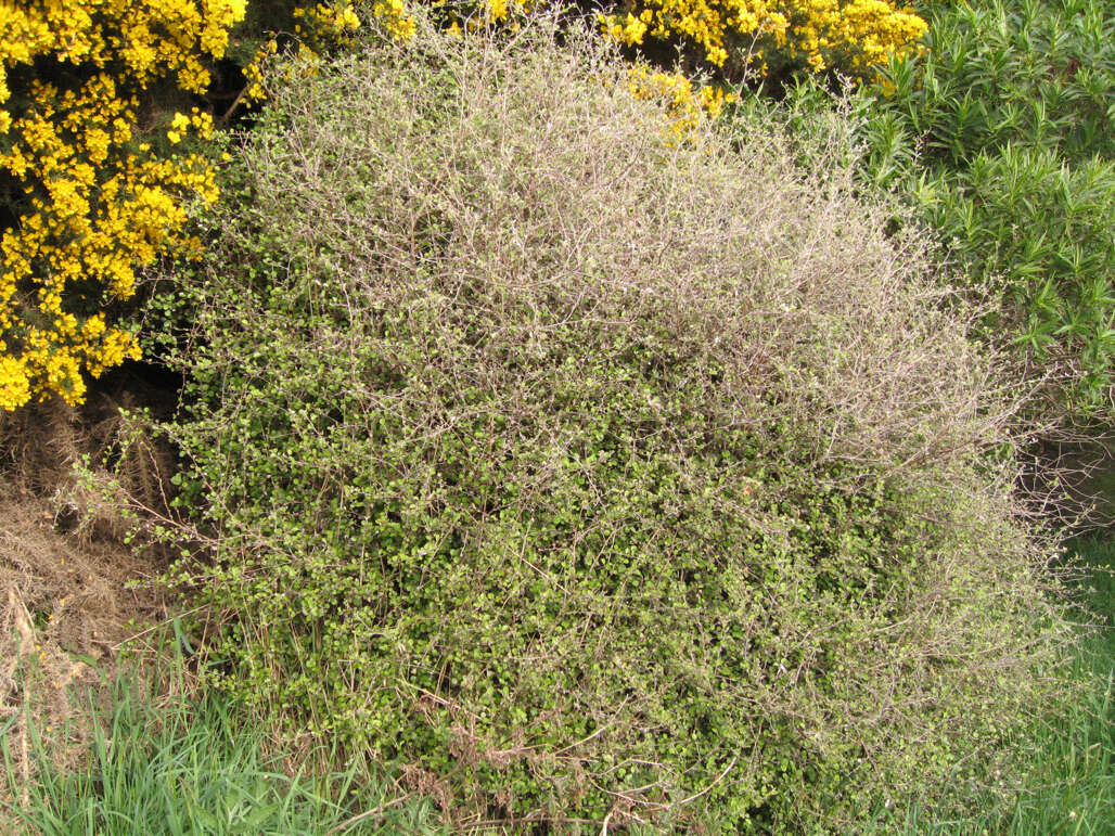 Image of Ozothamnus glomeratus Hook. fil.