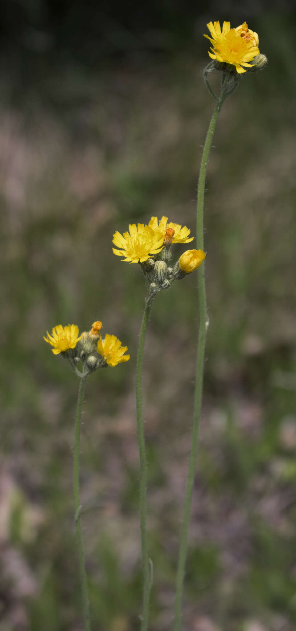 Image de Pilosella piloselloides (Vill.) Sojak