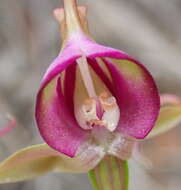 Image of Disperis capensis var. capensis