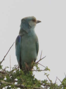 Image of European Roller