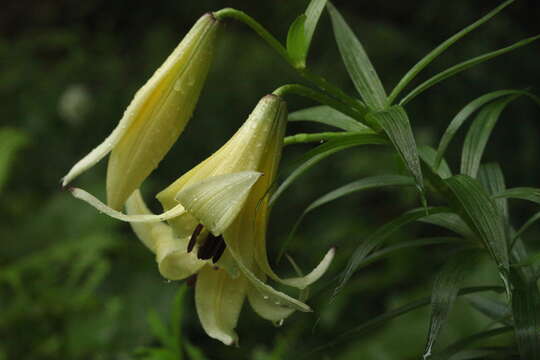 Image of Lilium kesselringianum Miscz.