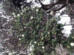 Image of bottlebrush teatree