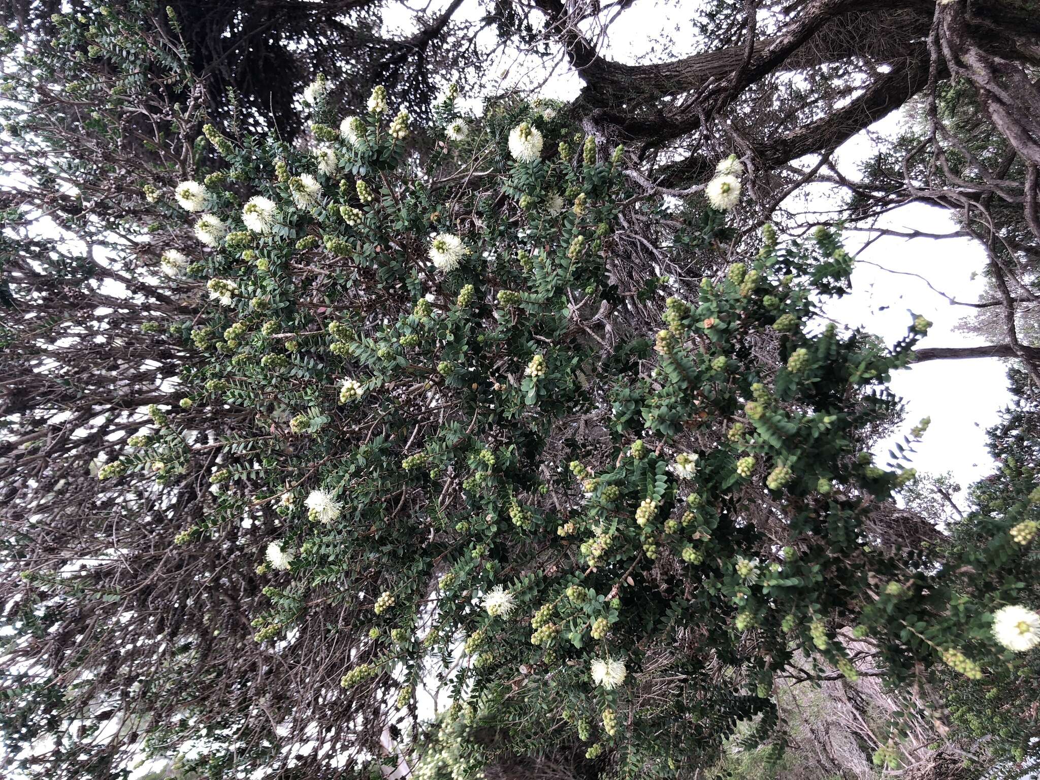 Image de Melaleuca squarrosa Donn