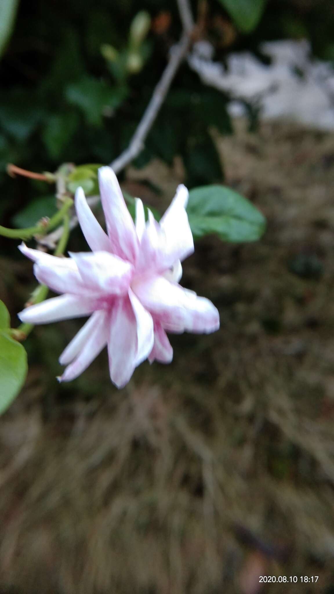 Image of Arabian jasmine