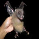 Image of Moluccan Naked-backed Fruit Bat