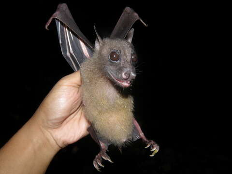 Image of Moluccan Naked-backed Fruit Bat