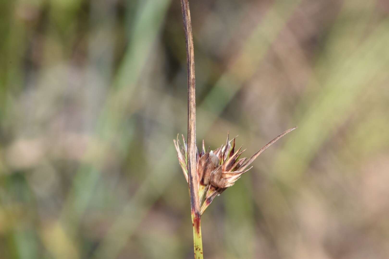 Image of Baldwin's Nut-Rush