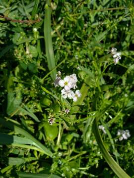 Image of Cakile maritima subsp. islandica (Gand.) Elven