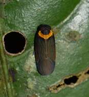 Image of Plectoderes (Plectoderes) collaris Coquebert de Montbret 1801