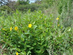 Image of Mandevilla apocynifolia (A. Gray) Woodson