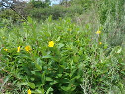 صورة Mandevilla apocynifolia (A. Gray) Woodson