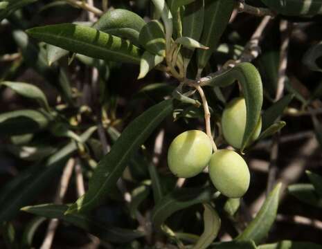 Image de Olea europaea subsp. europaea