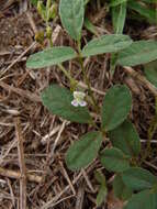 Image of Teramnus labialis subsp. labialis