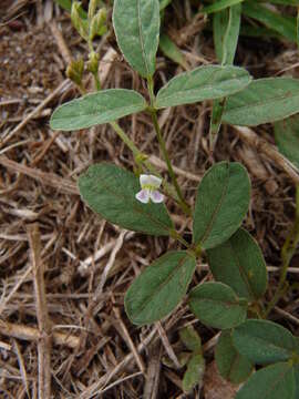 Imagem de Teramnus labialis subsp. labialis