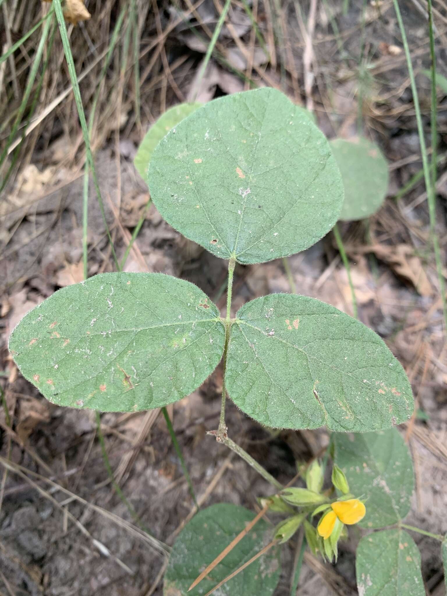 Plancia ëd Rhynchosia latifolia Torr. & A. Gray