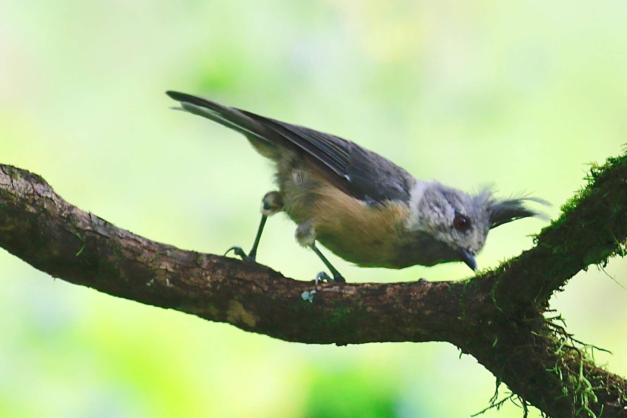 Image of Grey Crested Tit
