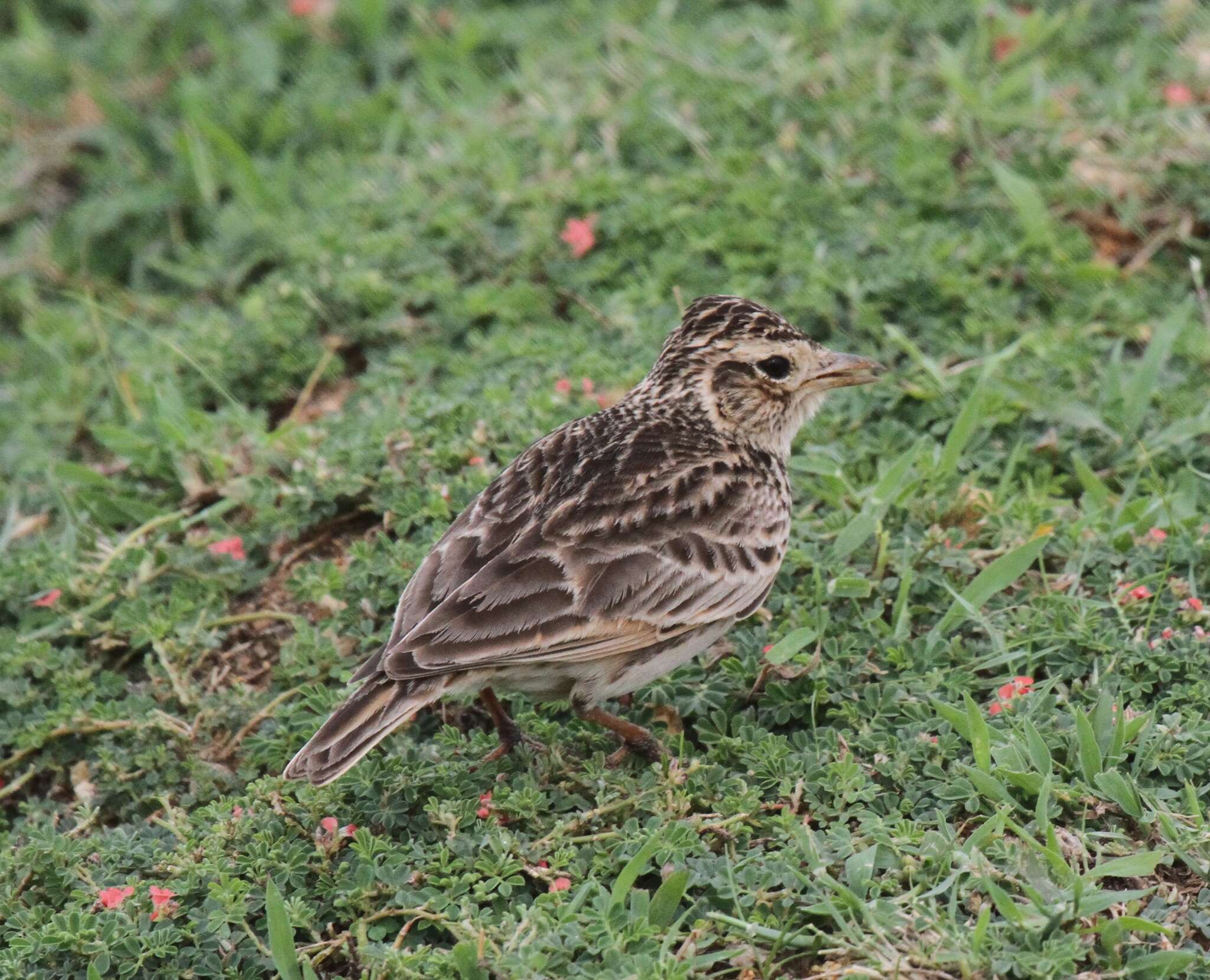 Image of Oriental Skylark