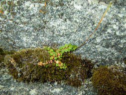 Image of Epilobium brunnescens subsp. minutiflorum (Cockayne) Raven & Engelhorn