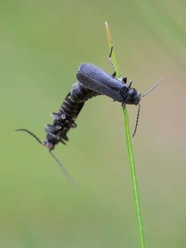 Image of Cantharis paludosa Fallén 1807