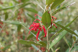 Image of Grevillea victoriae subsp. victoriae